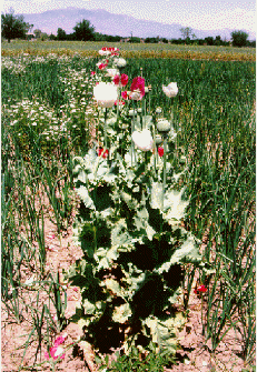 field