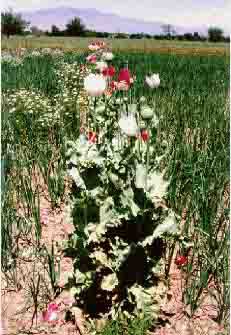 field